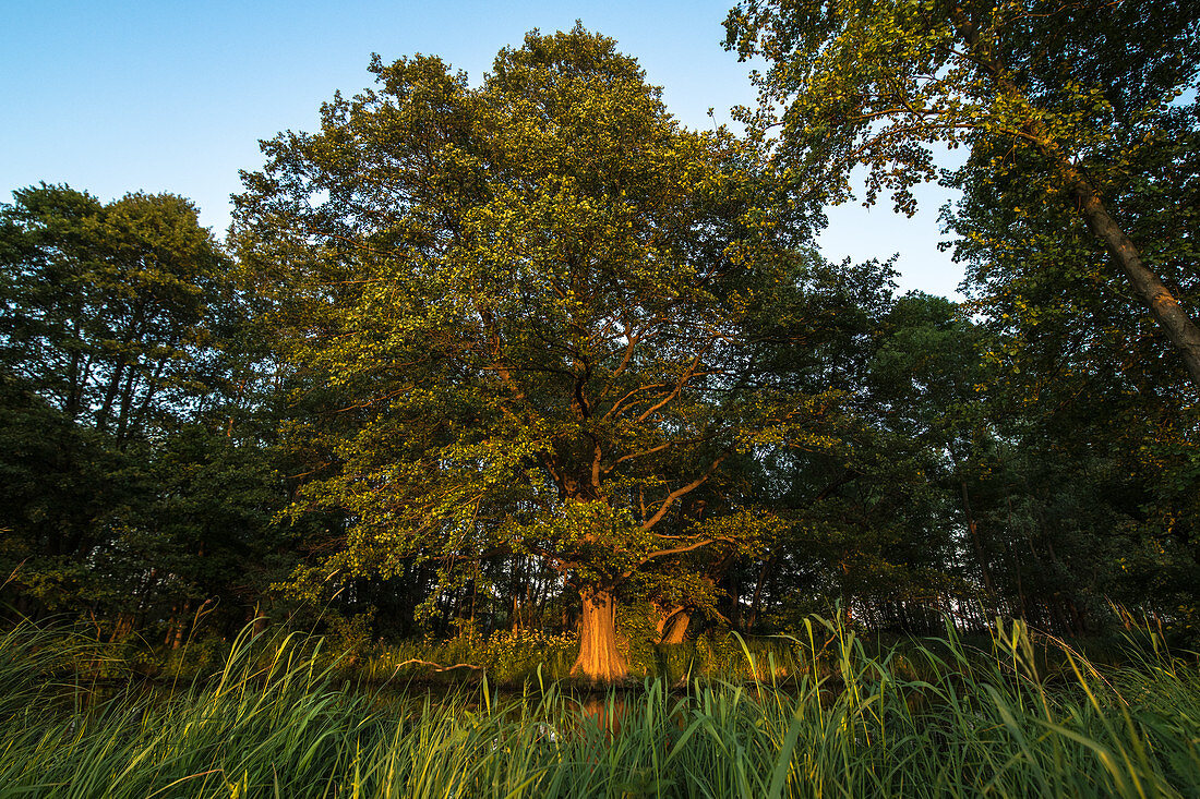 Tree in the evening light in untouched nature in Spreewald, Brandenburg