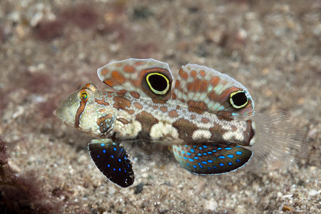 Krabbenaugen-Grundel, Signigobius biocellatus, Tufi, Salomonensee, Papua Neuguinea