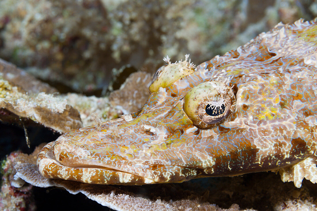 Braunwangen flagellum, Cymbacephalus beauforti, Tufi, Salomon Lake, Papua New Guinea