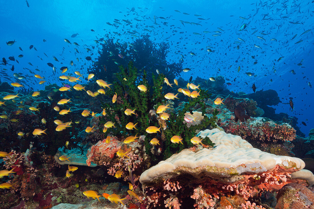 Artenreiches Korallenriff, Tufi, Salomonensee, Papua Neuguinea