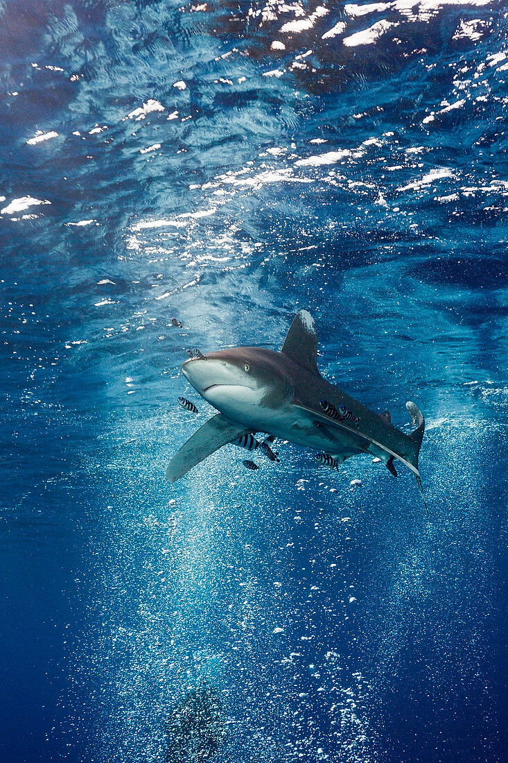 Whitespotted High-sea shark, Carcharhinus longimanus, Atlantic, Bahamas