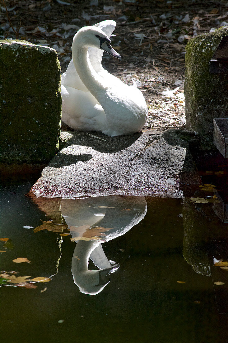 Swan with reflection in the park of the Palacio da Pena, Sintra, Lisbon, Portugal