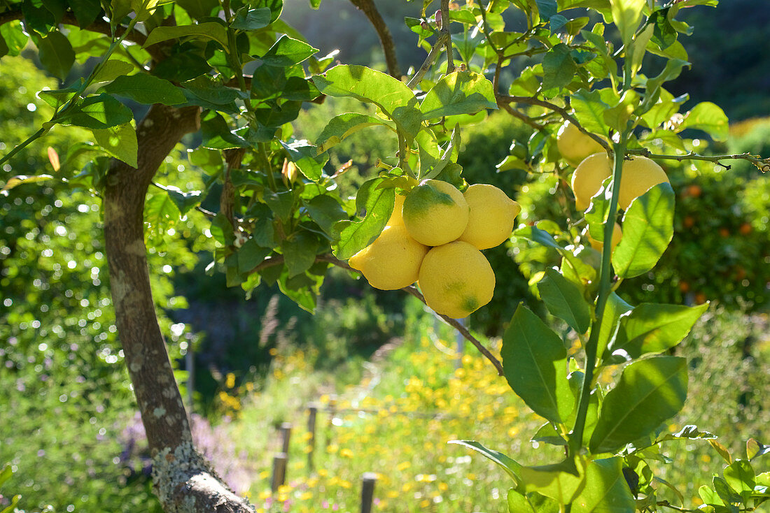 Zitronen am Baum in einem Garten bei Monchique, Serra de Monchique, Algarve, Portugal
