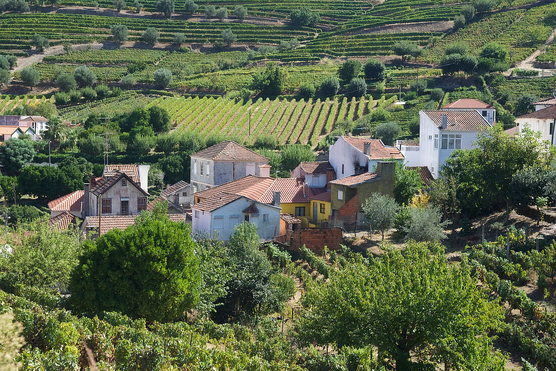 Dorf São Gião und Weinanbau am Douro, Lamego, Nordportugal, Portugal