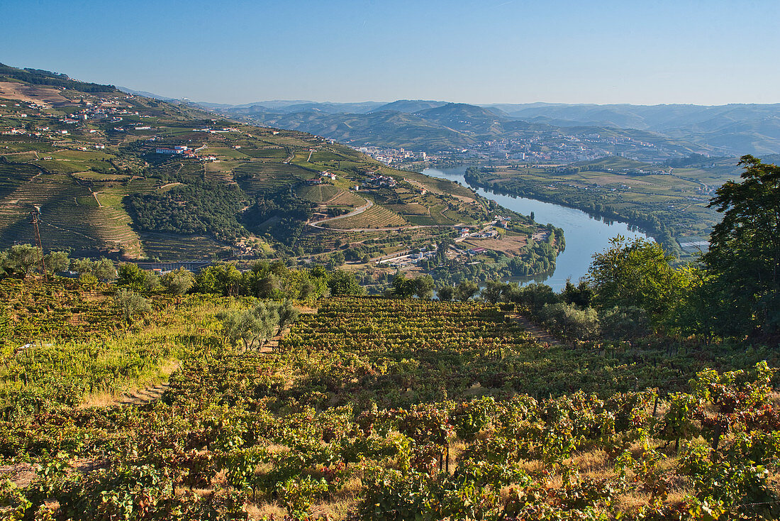 Vineyards on the Douro overlooking the Douro and Peso da Régua, northern Portugal, Portugal
