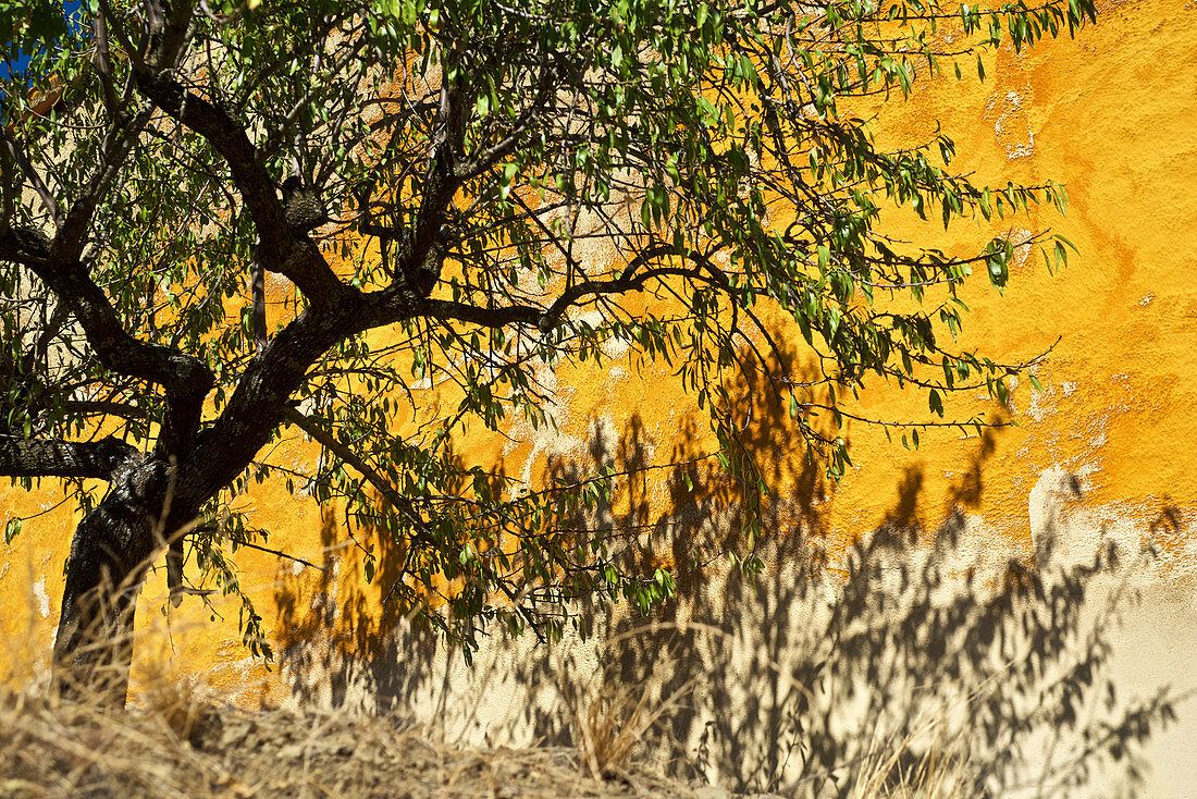 Tree in front of yellow house wall at Douro, northern Portugal, Portugal