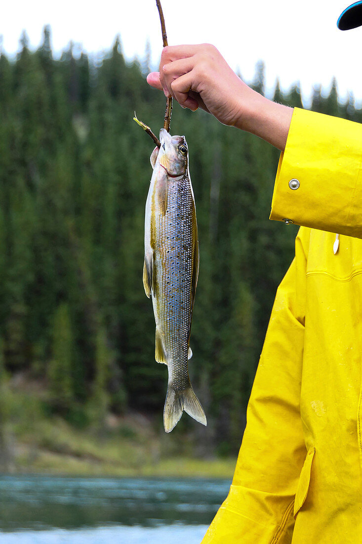 Angler holds freshly caught fish from the Yukon River on the hook, Yukon, Canada