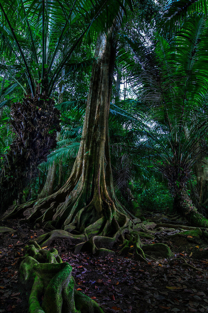 Pflanzen im Regenwald Manzanillo, Gandoca National Park, Costa Rica