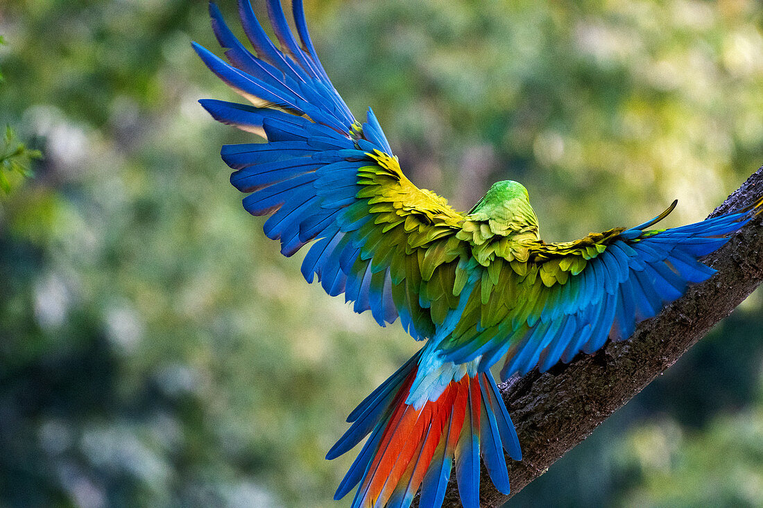 Fliegender Keilschwanzsittich im Regenwald Manzanillo, Nationalpark Gandoca, Costa Rica