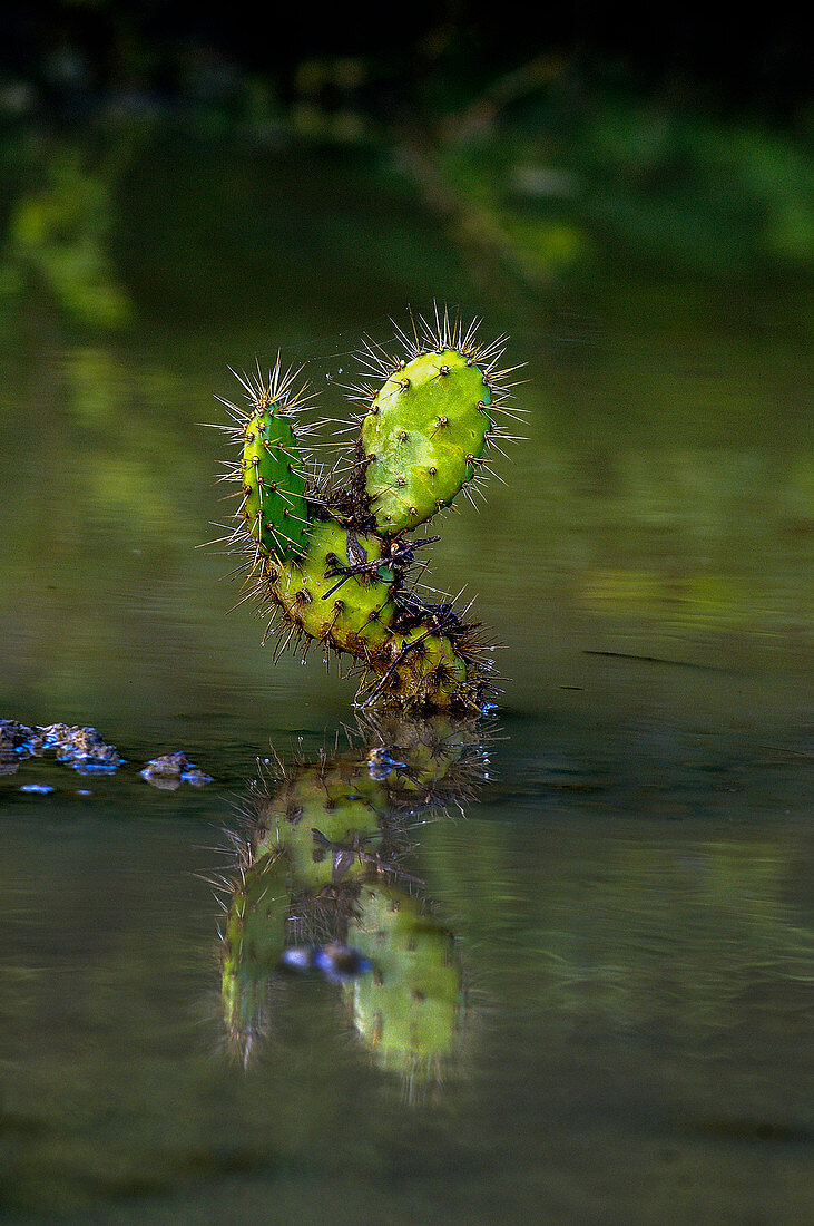 Ein kleiner Kaktus steht im Wasser, Bonaire