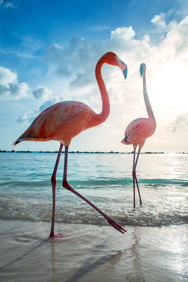 Zwei Flamingos am Flamingo Beach von Aruba