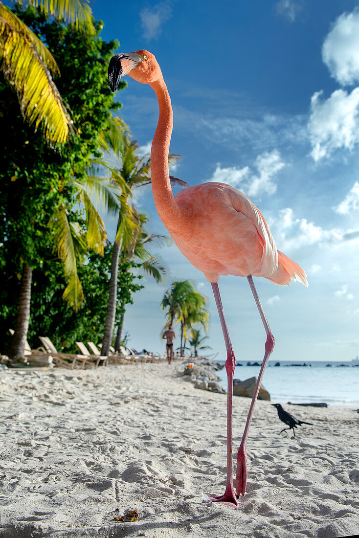 Flamingo stolziert am Flamingo Beach von Aruba