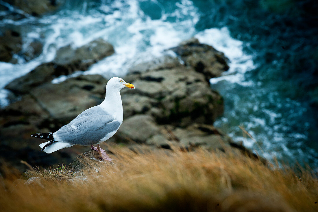 Möwe schaut aufs Meer, Kanalinsel Herm