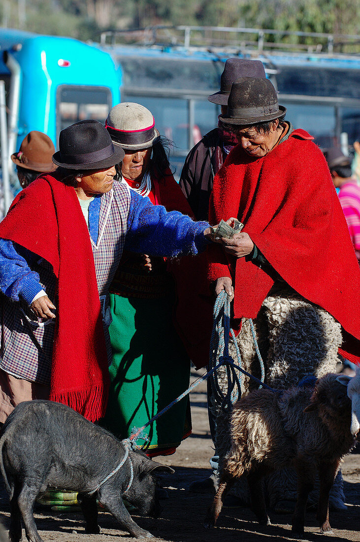 Indios mit Schafen auf dem traditionellen Markt in Guamote, Ecuador