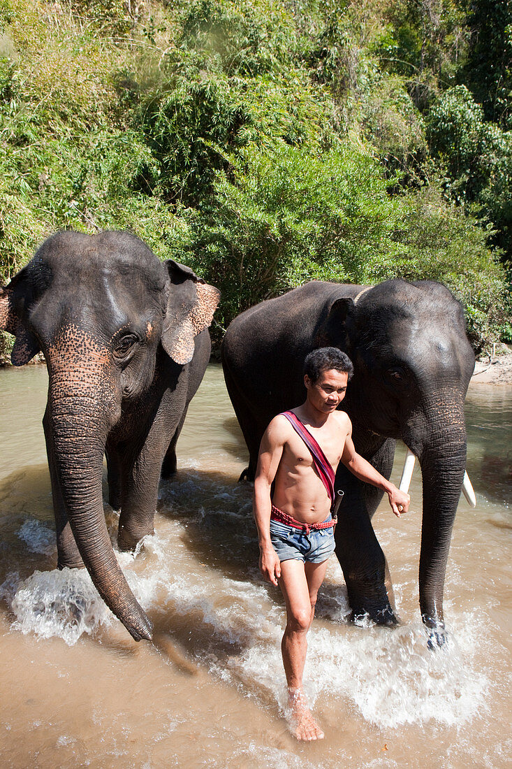 Mahut mit seinen Elefanten, Elafanten Trekking, Mae Sa, Chiang Mai, Thailand