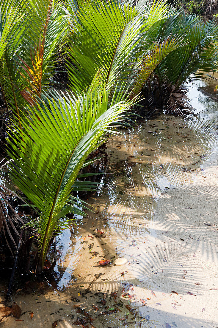 Nipa Palm Trees in the Swamp, A Na Lay Resort, Koh Kood, Koh Kut, Trat, Thailand