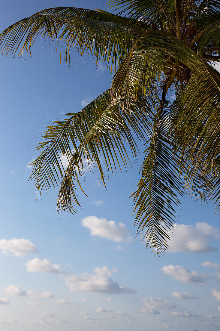 Kokospalme gegen blauen Himmel, A Na Lay Resort, Koh Kood, Koh Kut, Trat, Thailand