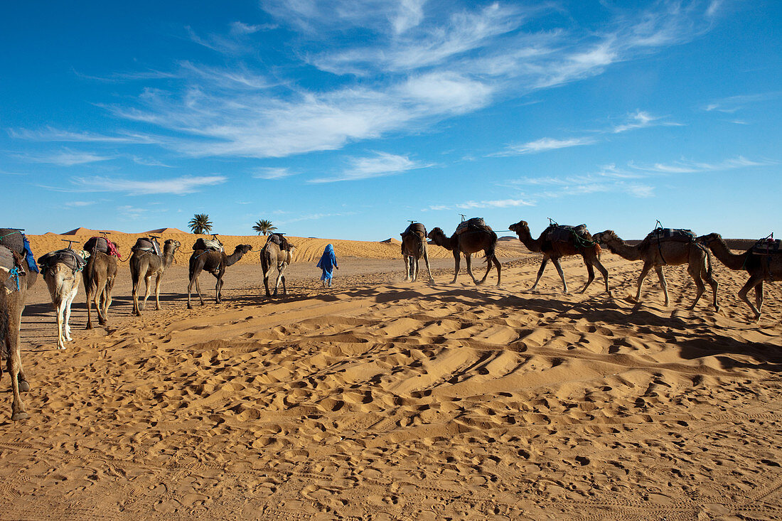 Camel trekking in the Erg Chebbi desert, Erg Chebbi, Merzouga, Errachidia, Morocco