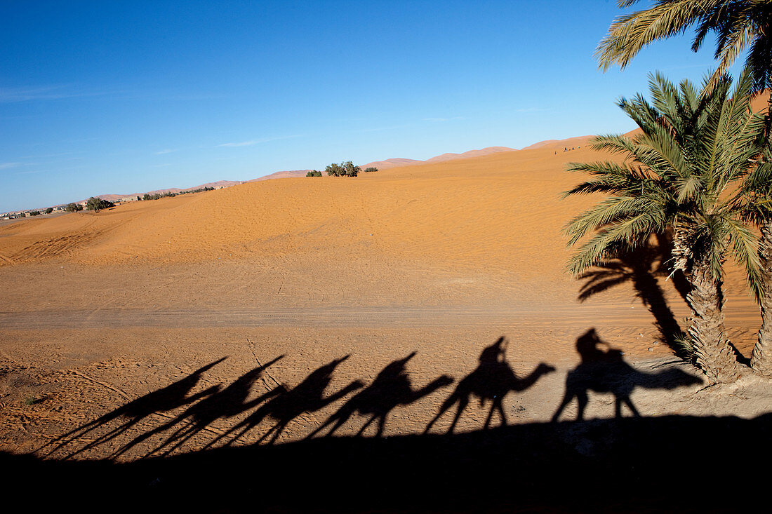 Camel trekking in the Erg Chebbi desert, Erg Chebbi, Merzouga, Errachidia, Morocco