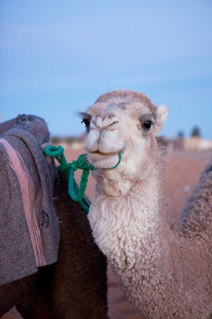 Camel trekking in the Erg Chebbi desert, Erg Chebbi, Merzouga, Errachidia, Morocco