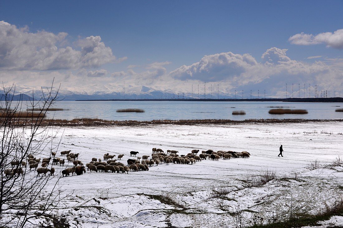 Schafherde am Ufer des Sees, Blick mit schneebedeckten Bergen, Sewansee, Armenien, Asien
