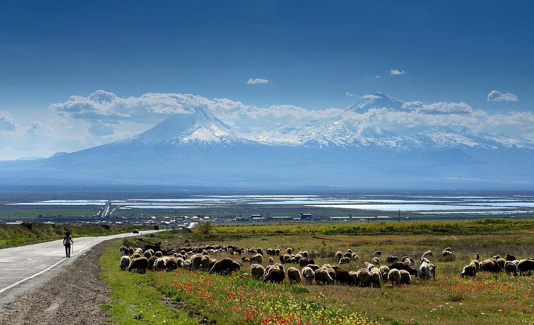 Flock of sheep on the main road overlooking the mother of the mountain, the Ararat at Chor Wirap, Armenia, Asia