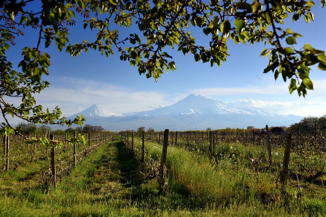 Der Berg Ararat mit Weinfeld bei Chor Wirap, Armenien, Asien