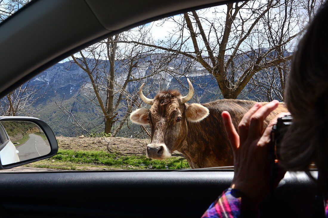 Tourist photographing a cow through the window of the rental car, in the Worotan Gorge near Goris, southern Armenia, Asia MR available: Andrea Seifert