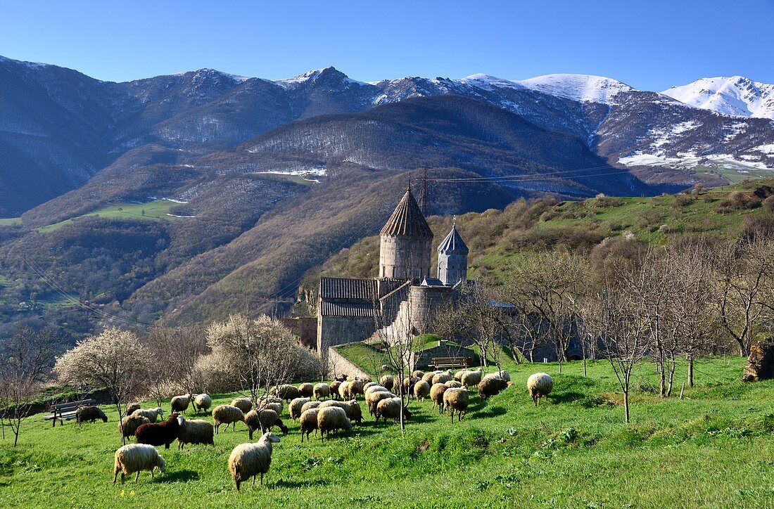 Early Christian monastery Tatew with flock of sheep in archaic landscape, Worotan gorge at Goris, southern Armenia, Asia
