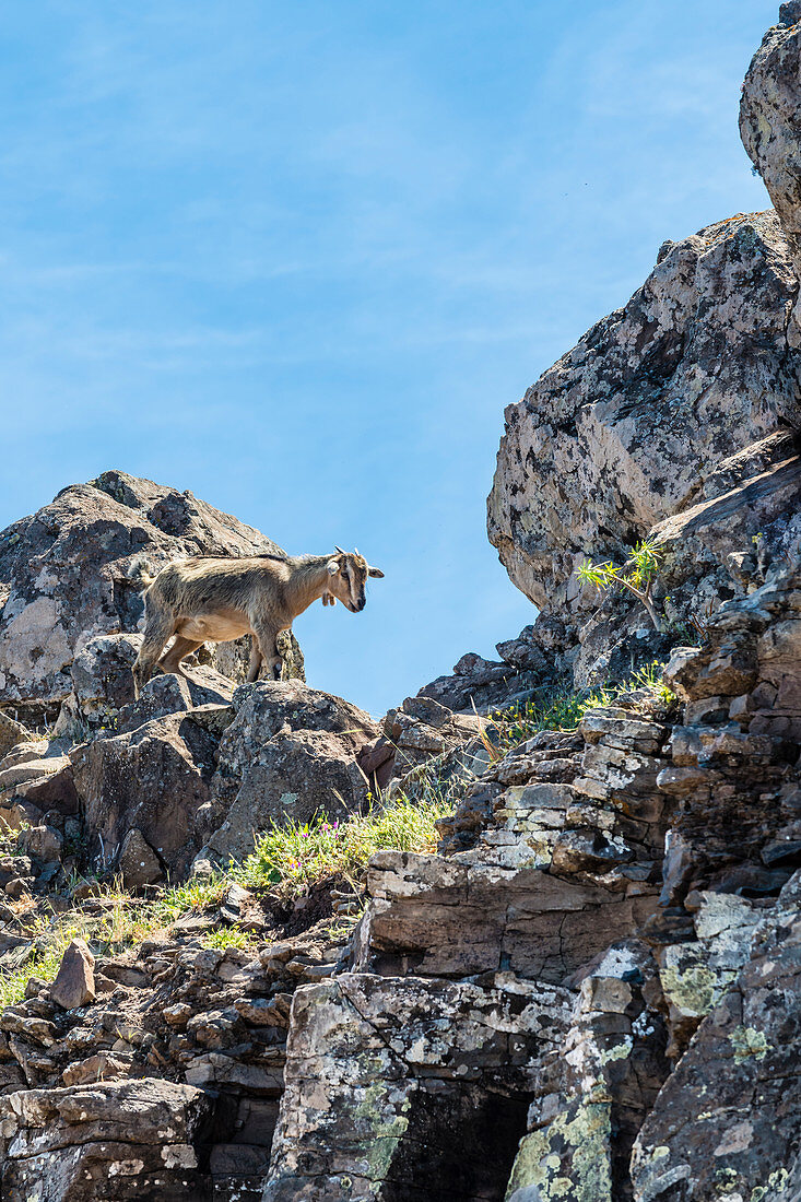 Eine Ziege klettert im Gebirge des Nationalpark Garajonay, Valle Gran Rey, La Gomera, Kanarische Inseln, Spanien