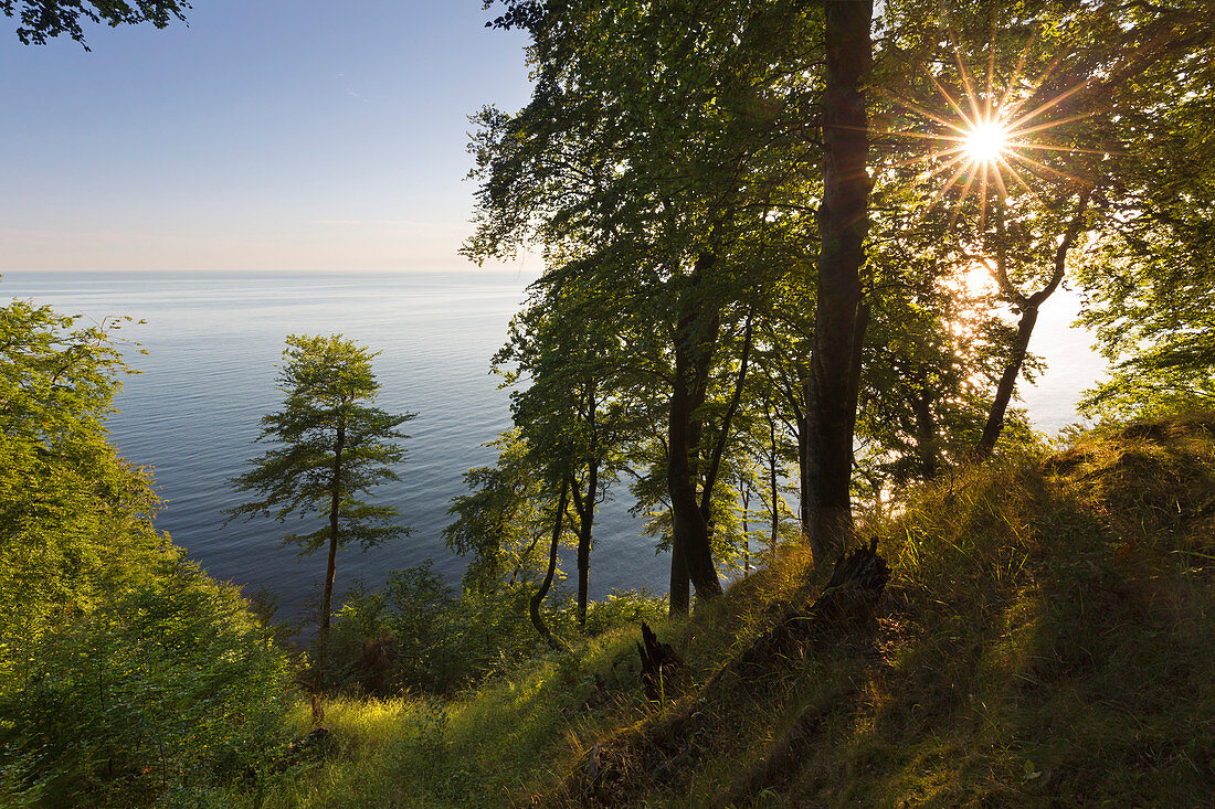 Buchenwald oberhalb der Kreidefelsen, Nationalpark Jasmund, Rügen, Ostsee, Mecklenburg-Vorpommern