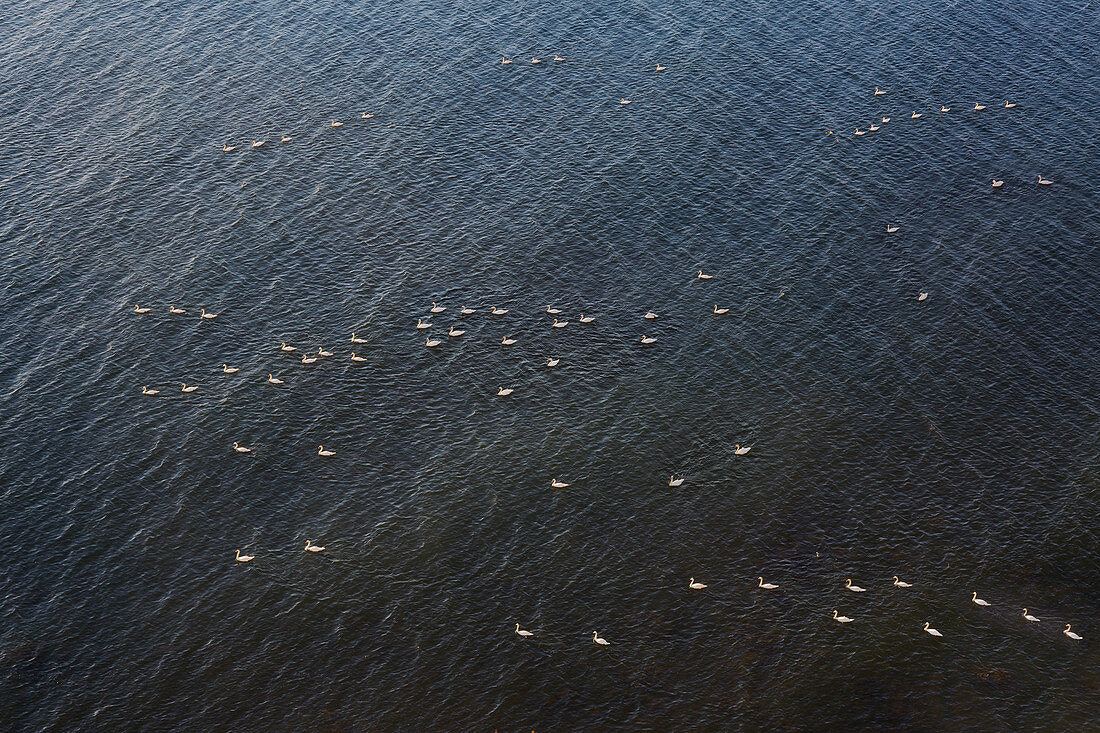 Schwäne auf dem Meer, Nationalpark Jasmund, Rügen, Ostsee, Mecklenburg-Vorpommern, Deutschland