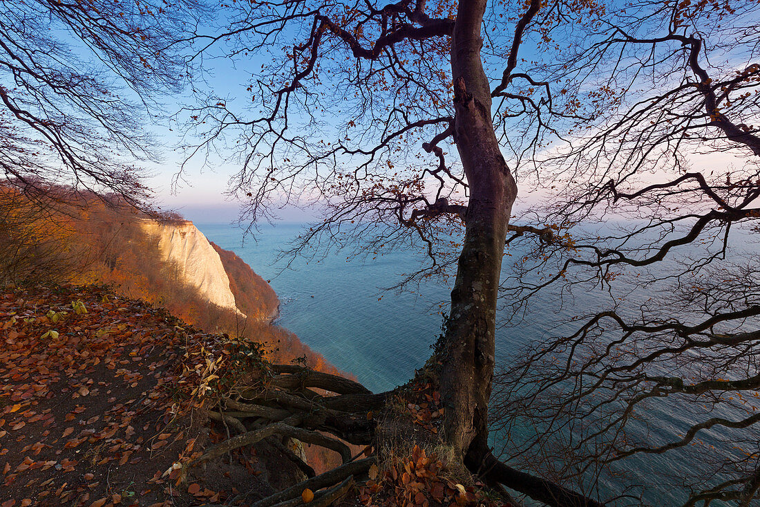 Blick zum Königsstuhl, Nationalpark Jasmund, Rügen, Ostsee, Mecklenburg-Vorpommern, Deutschland