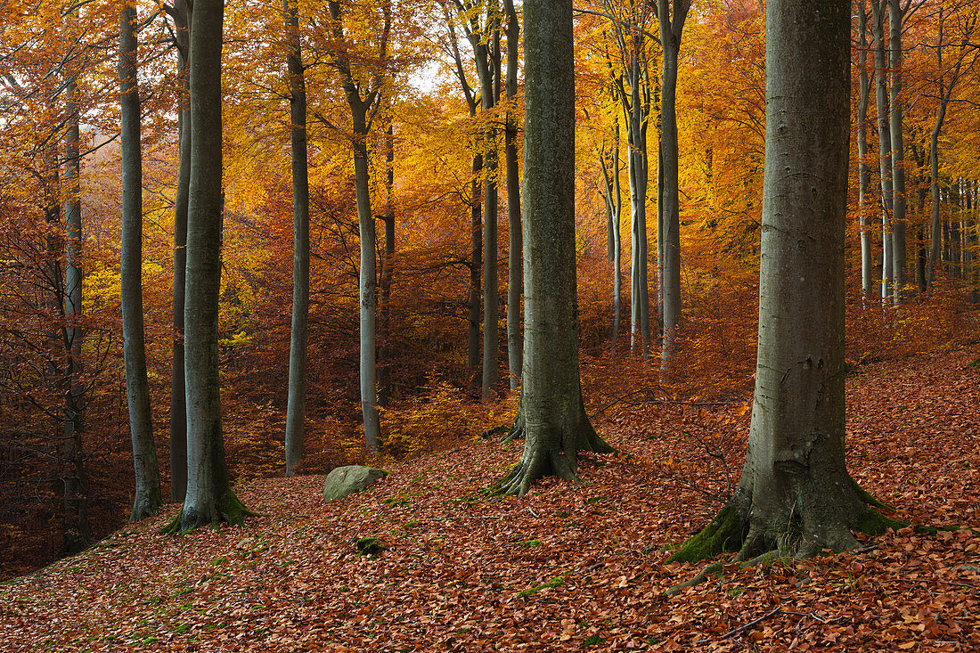 Buchenwald oberhalb der Kreidefelsen, Nationalpark Jasmund, Rügen, Ostsee, Mecklenburg-Vorpommern