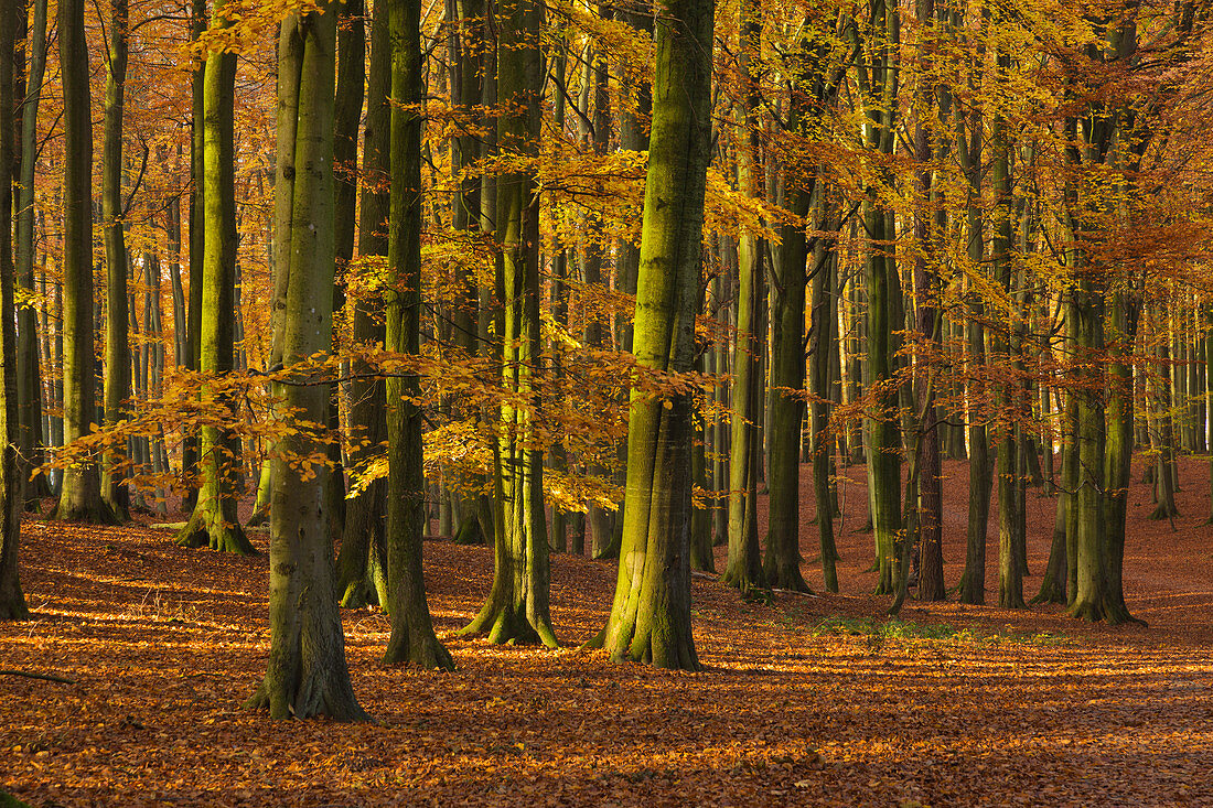 Buchenwald oberhalb der Kreidefelsen, Nationalpark Jasmund, Rügen, Mecklenburg-Vorpommern