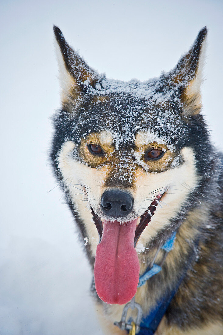 Nahaufnahme eines Huskies, Schlittenhund im Winter, Norwegen