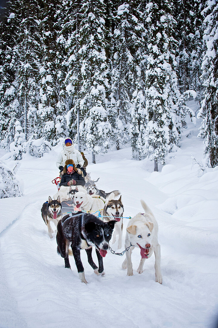 Norway, winter,  Heggenes,surroundings ,Sledge riding, huskies, snow ,forrest