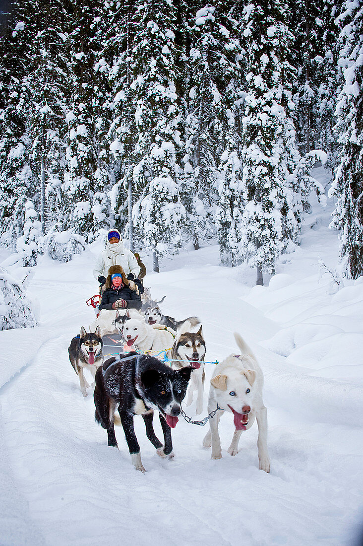 Schlittenhunde, Huskies bei Heggenes im Winter, Norwegen