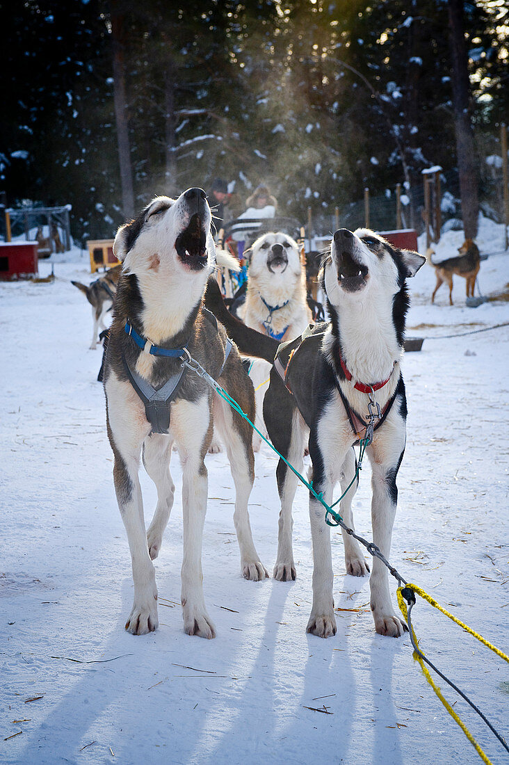 Heulende Schlittenhunde, Huskies bei Heggenes im Winter, Norwegen