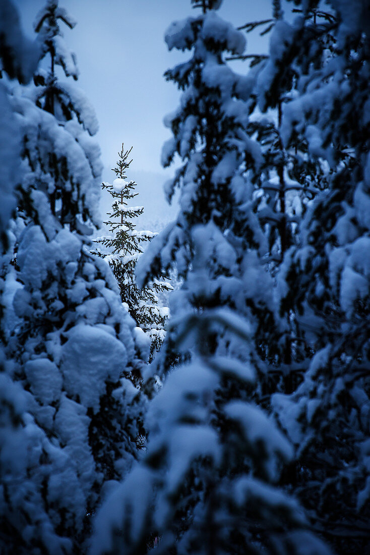 Verschneiter Winterwald bei Heggenes, Norwegen