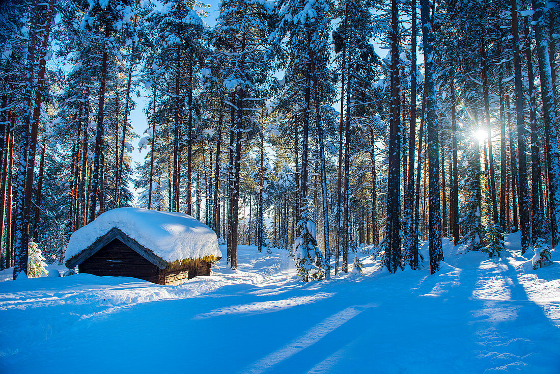 Winterlicher Pinienwald mit Holzhütte bei Sonnenschein, Heggenes, Norwegen