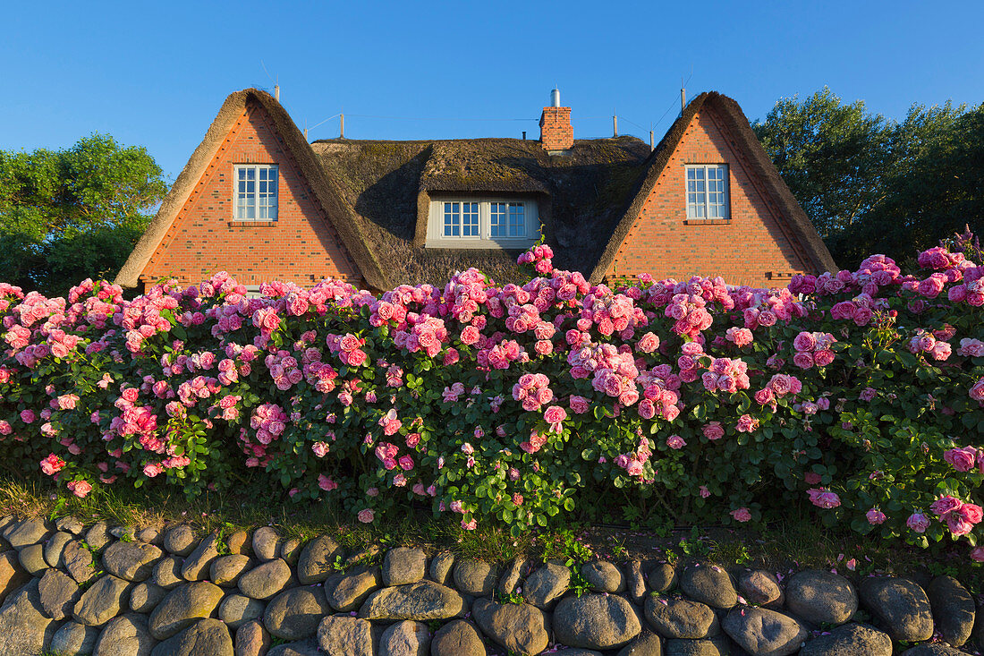 Flower arrangements at Friesenhäusern, Keitum, Sylt, North Sea, Schleswig-Holstein, Germany