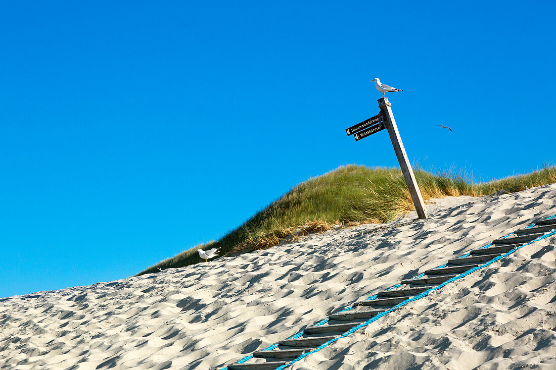 Path to the beach, Amrum, North Sea, Schleswig-Holstein, Germany