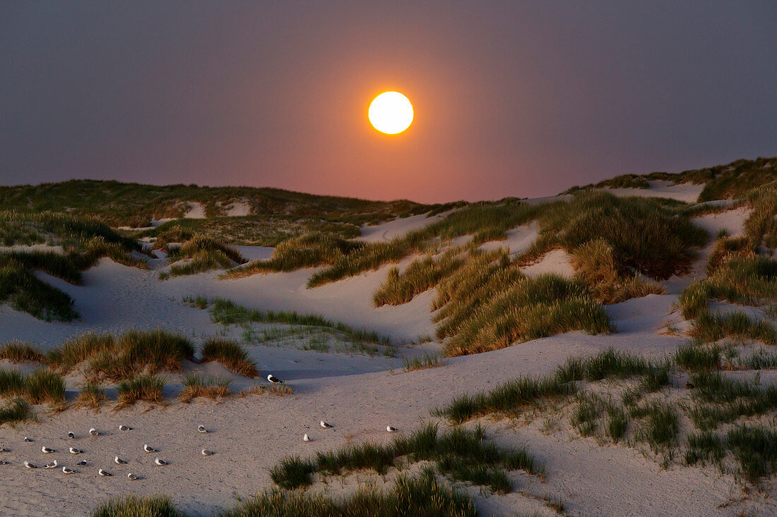 Full moon, seagulls sleeping in the dunes, Amrum, North Sea, Schleswig-Holstein, Germany