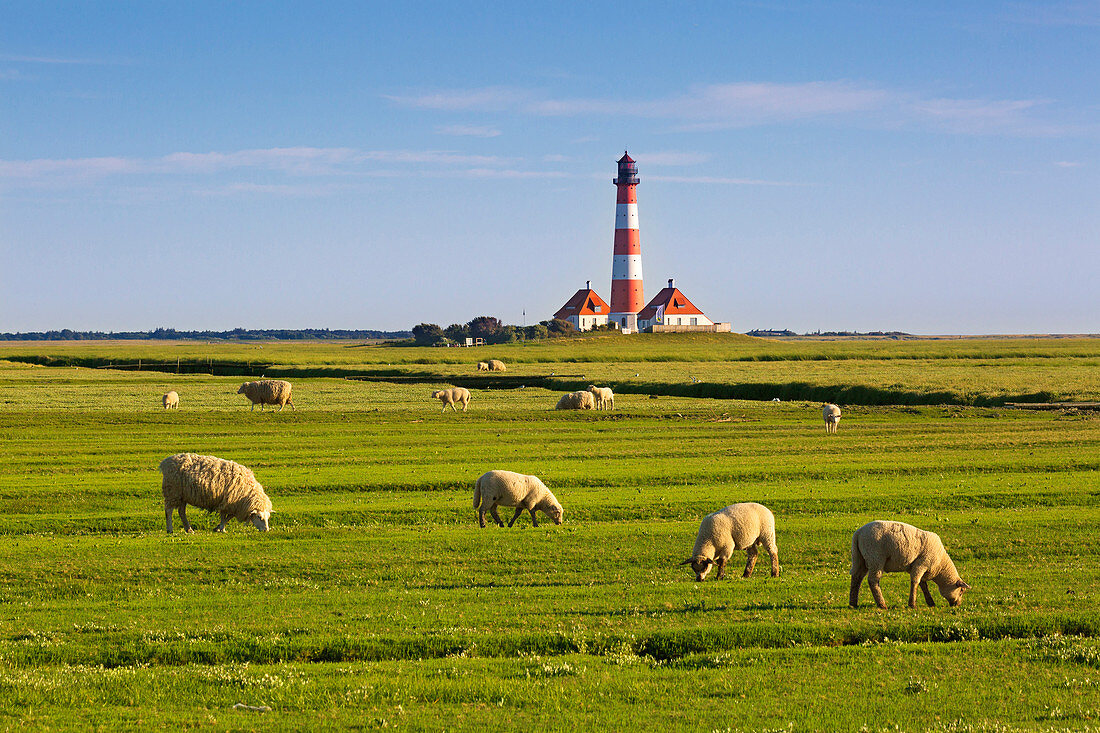 Schafe auf den Salzwiesen vor dem Leuchtturm Westerhever, Nordsee, Schleswig-Holstein, Deutschland