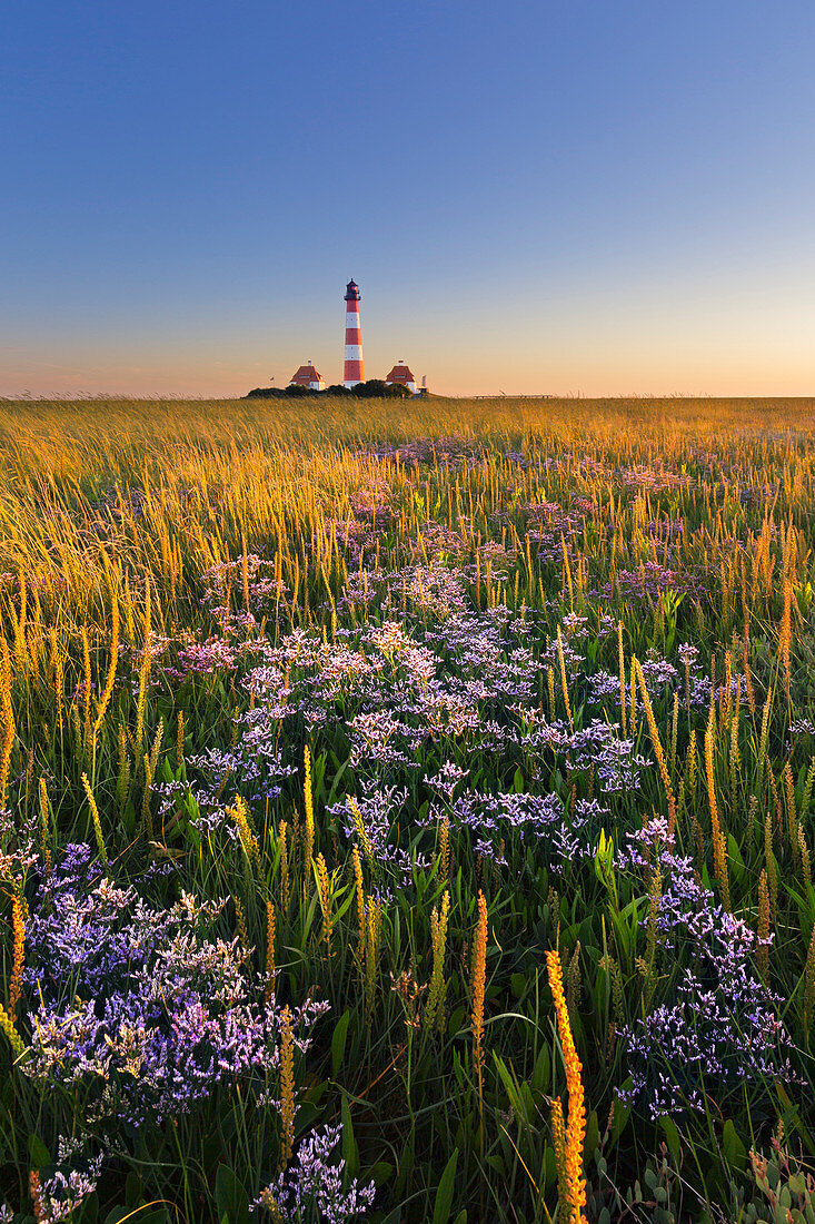 Salt marshes at the lighthouse Westerhever, North Sea, Schleswig-Holstein, Germany