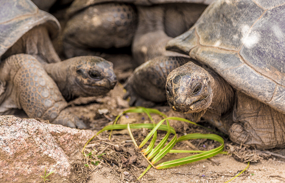 Seychellen, Riesenschildkröten beim Fressen