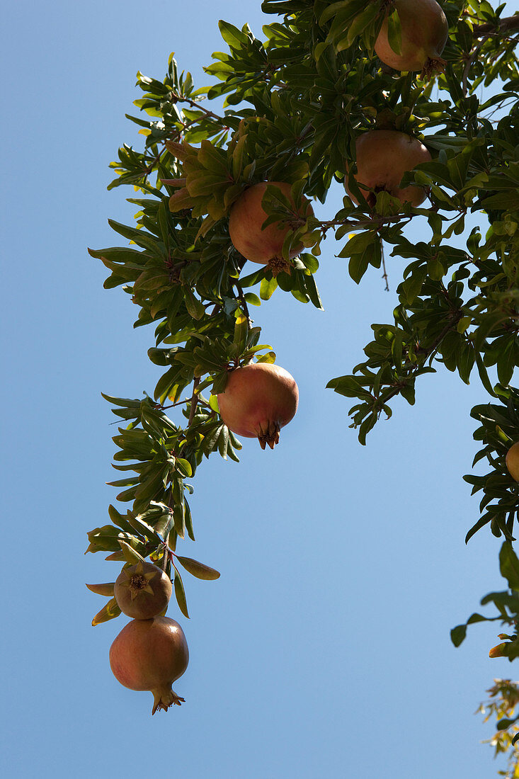 Pomegranate tree with fruits, Zakynthos, Ionian Islands, Greece