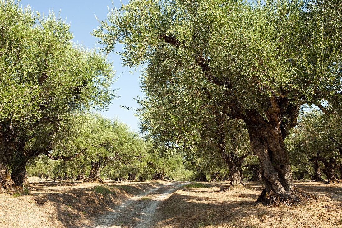 Old olive grove, Zakynthos, Ionian Islands, Greece