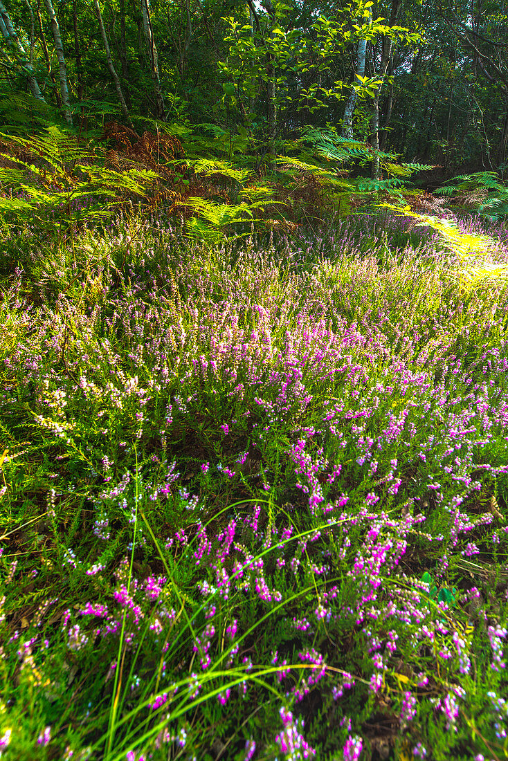 Blühendes Heidekraut am wilden Weststrand von Darß, Nationalpark, Mecklenburg-Vorpommern